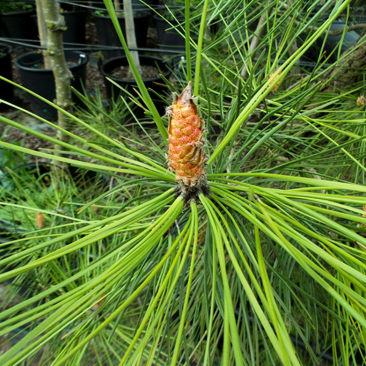 PINUS PINASTER